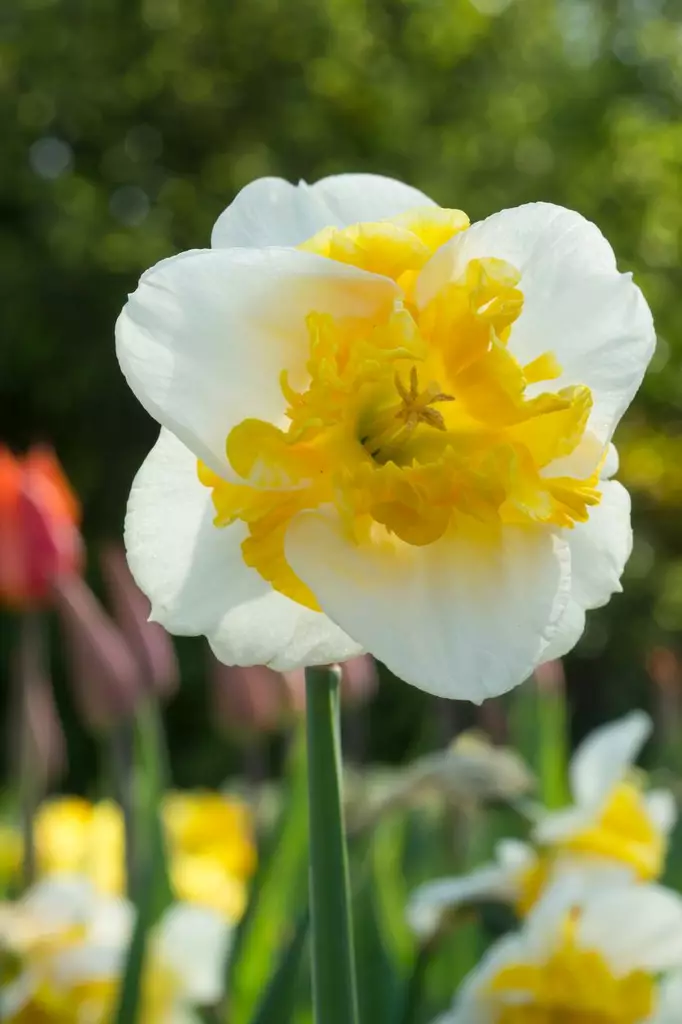 Narsissi `Love Call` - Narsissit - AB10010012356 - 1