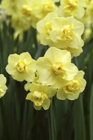Narsissi `Yellow Cheerfulness` - Narsissit - AB10010011856 - 1
