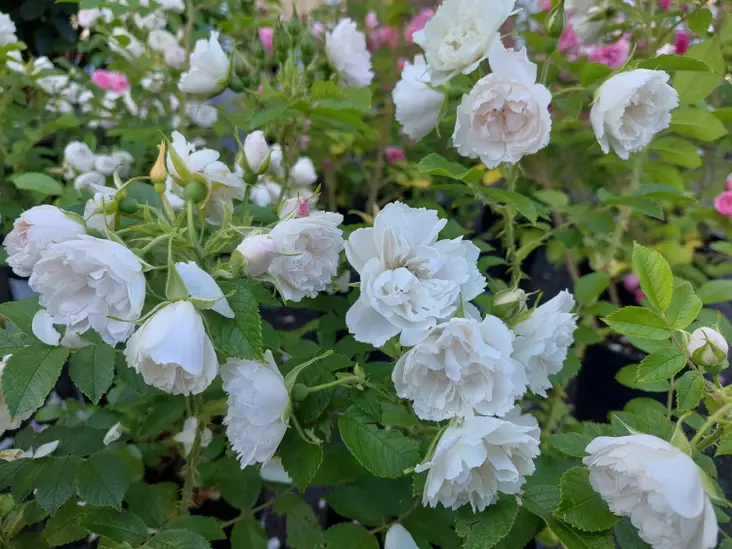 Neilikkaruusu White Grootendorst - Pensasruusut - AB10010011226 - 1