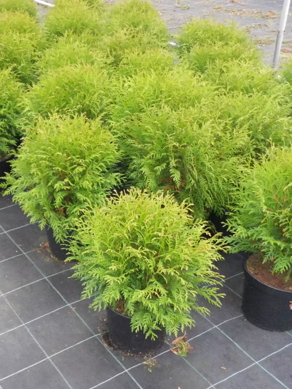 Pallotuija Little Champion - Tuijat - 3940564805826 - 1