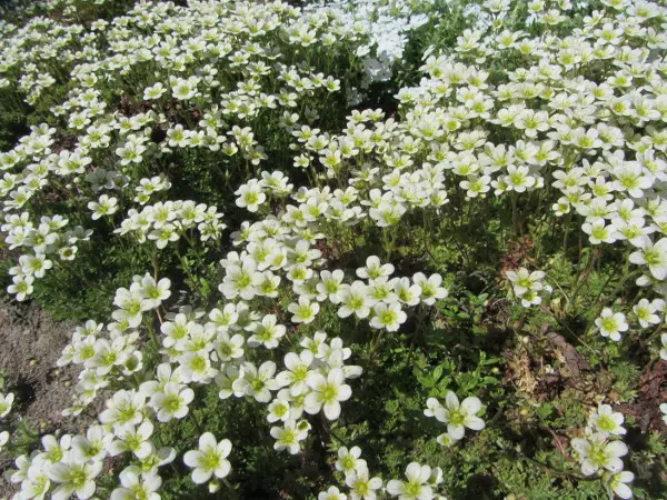 Patjarikko Carpet White - Perennat - 6430019381946 - 1