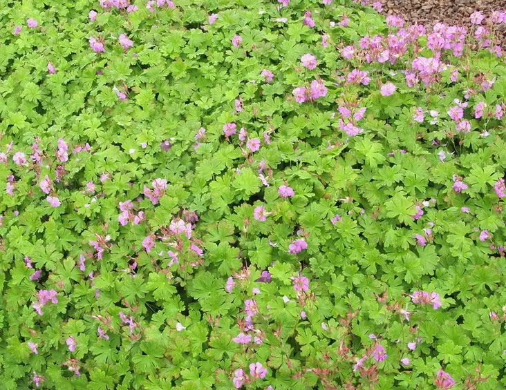 Peittokurjenpolvi Cambridge - Perennat - 6417481276666 - 1