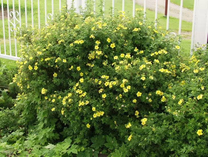 Pensashanhikki Tervola FinE® - Astiataimet - 3940516137166 - 1