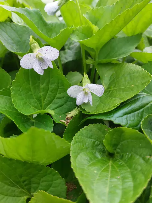 Perhosorvokki - Perennat - 6417481282636 - 1