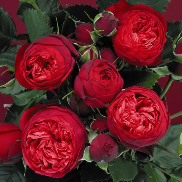 Piano Tantop Royal - Ryhmäruusut - 4015319919826 - 1