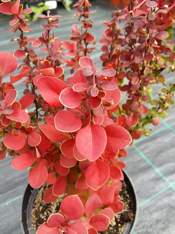 Pilarihappomarja Orange Rocket - Astiataimet - AB10010010166 - 1