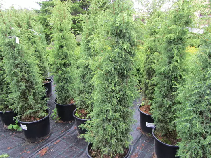 Pilarikataja Suecica - Katajat - AB10010011956 - 1