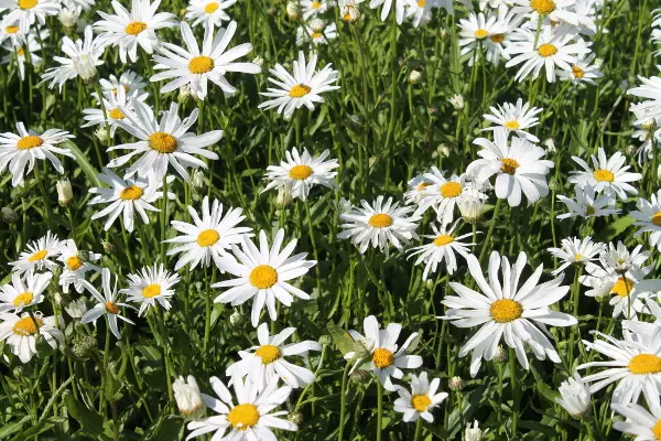 Prinsessankakkara Silberprinzesschen - Perennat - 6417481270916 - 1