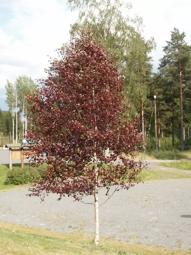 Punakoivu - Lehtipuut - 3942624460716 - 1