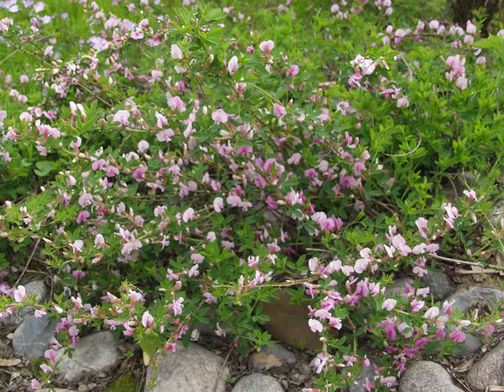 Punavihma - Astiataimet - 3940516123626 - 1