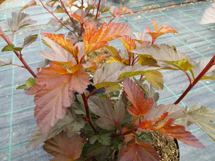 Purppuraheisiangervo Diable d'Or - Astiataimet - 216 - 1