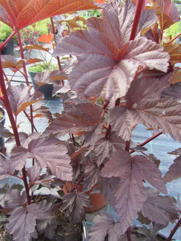 Purppuraheisiangervo Lady in Red - Astiataimet - 3940523679116 - 1