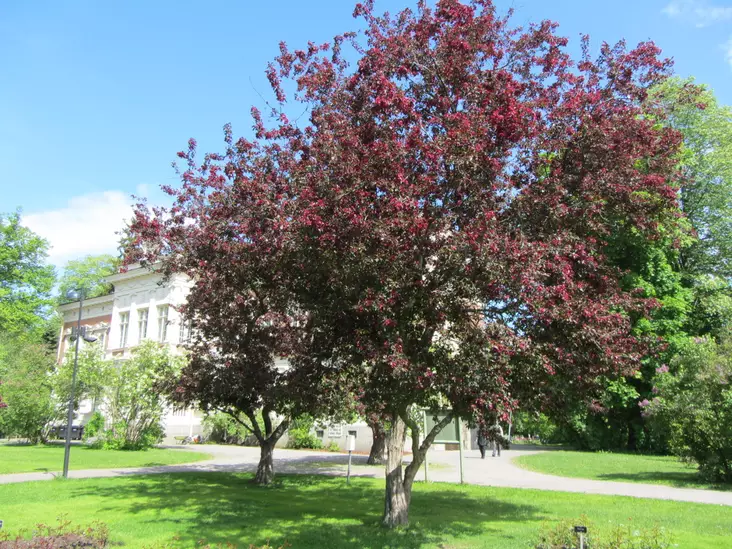 Purppuraomenapuu Royalty 150-200 cm - Koristeomenapuut - 3940525127486 - 1