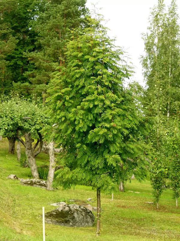 Pylväspihlaja Fastigiata FinE® - Lehtipuut - AB10010011926 - 1