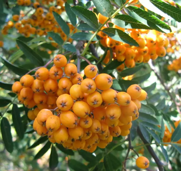 Pylväspihlaja keltamarjainen 150-200 cm - Lehtipuut - AB10010010126 - 1