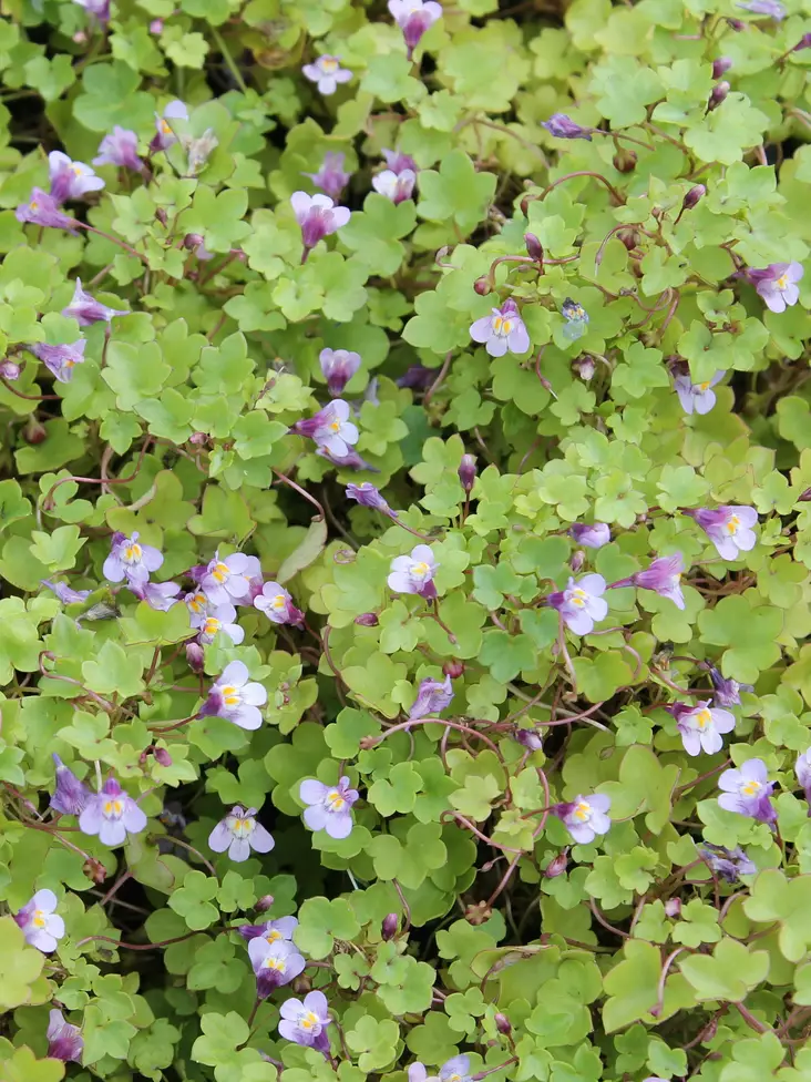 Rauniokilkka - Perennat - 6417481276086 - 1