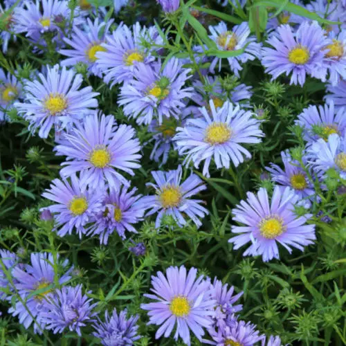 Tarhasyysasteri Sinipilvi (reunusasteri) - Perennat - 6417481281516 - 1