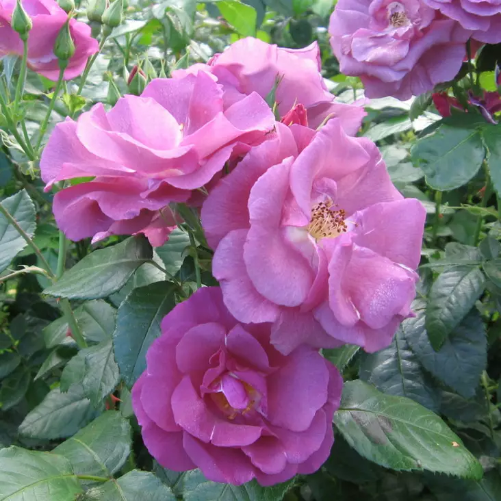 Rhapsody in Blue ryhmäruusu - Ryhmäruusut oma tuotanto - AB10010010136 - 1