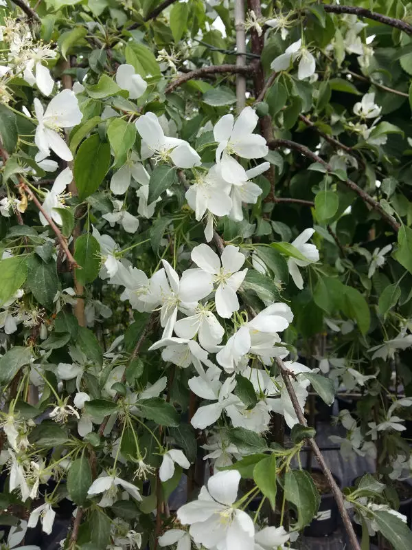 Riippamarjaomenapuu Pendula 180-200 - Riippapuut - AB10010010286 - 1