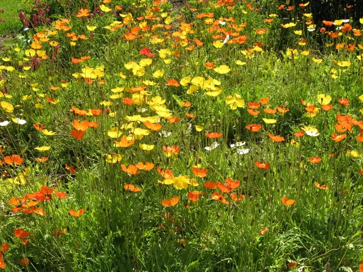 Siperianunikko - Perennat - 6430019381526 - 1