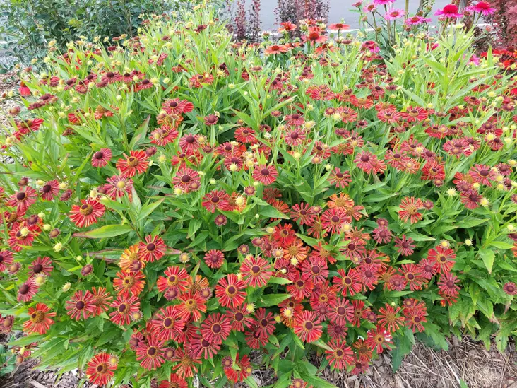 Syyshohdekukka Siesta - Perennat - 6417481281646 - 1