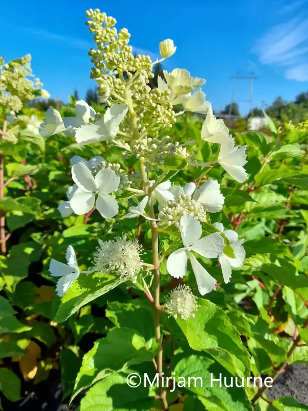 Japaninhortensia Tardiva - Astiataimet - AB10010010796 - 1