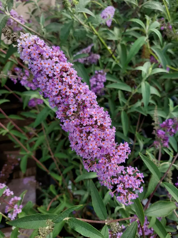 Syyssyrikkä Ile de France - Astiataimet - AB10010011076 - 1