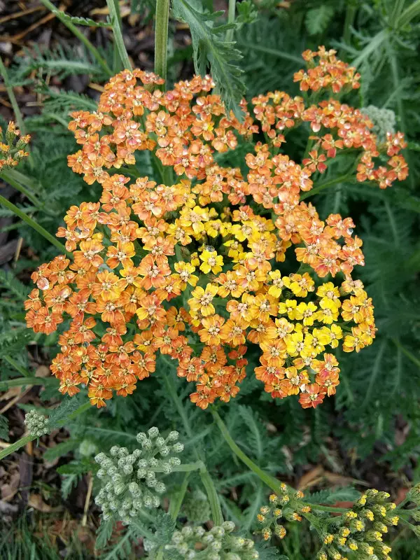 Tarhakärsämö Terracotta - Perennat - AB00000000076 - 1