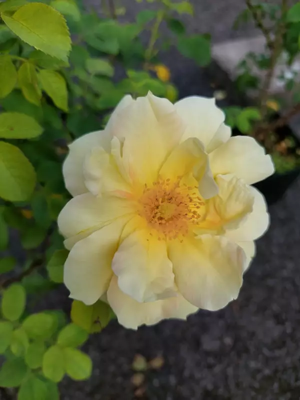 Tarhakurttur. Gelbe Dagmar Hastrup - Pensasruusut - AB10010011106 - 1