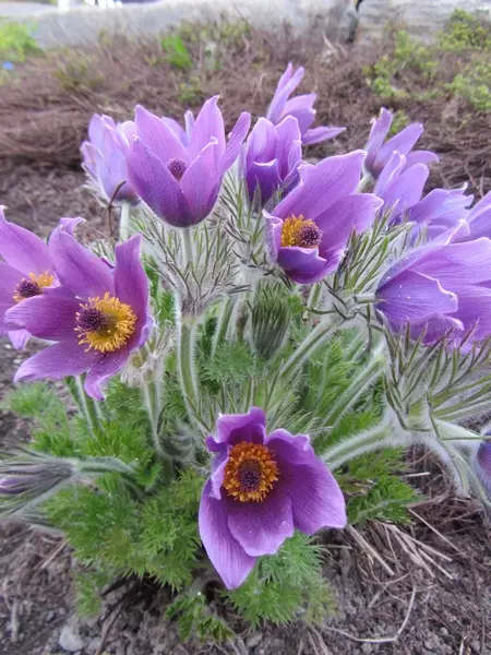 Ketokylmänkukka sininen - Perennat - 6430019380116 - 1