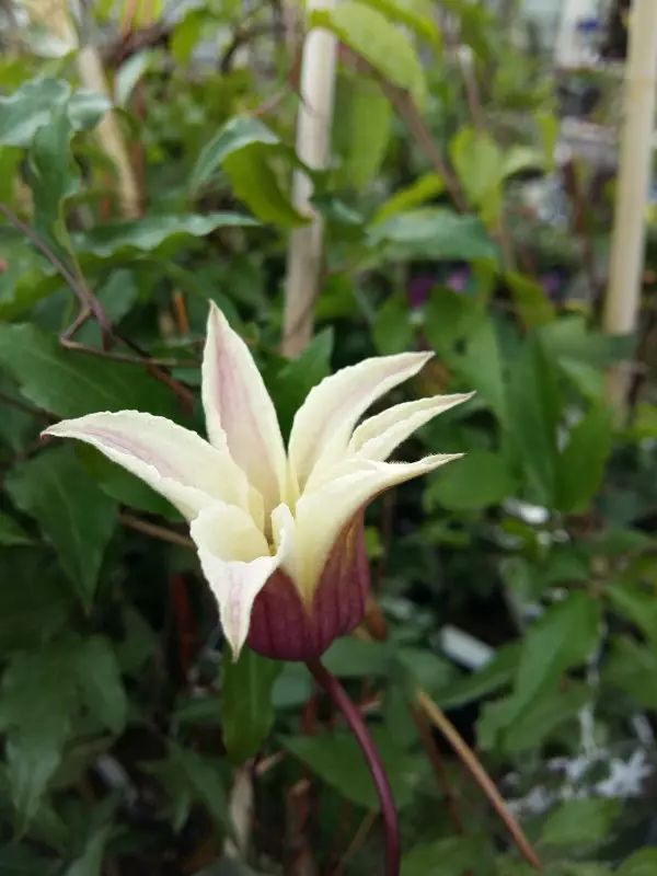 Tarhalyhtykärhö Princess Kate - Clematikset - AB10010010146 - 1