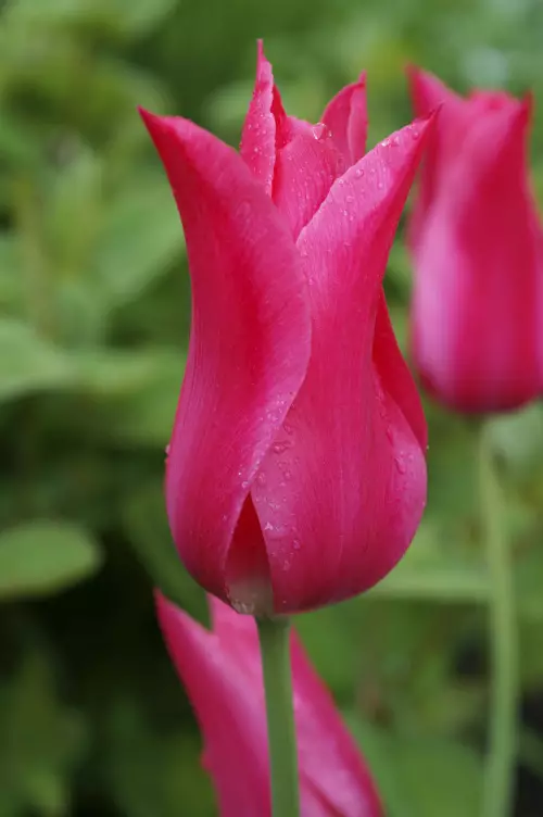 Tulppaani `Mariette` - Tulppaanit - AB10010011026 - 1