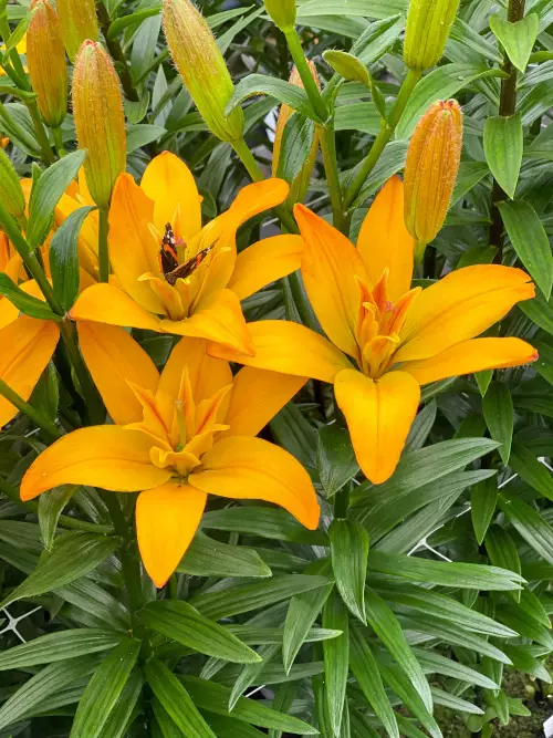 Värililja keltainen - Liljat - AB10010011036 - 1