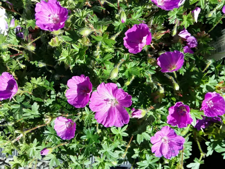 Verikurjenpolvi Max Frei - Perennat - 6430019383766 - 1