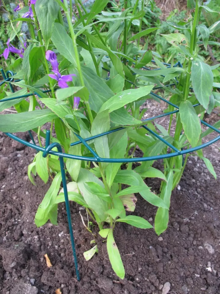 Verkkotuki 60*60 - Kasvintuenta - 6430040628676 - 1