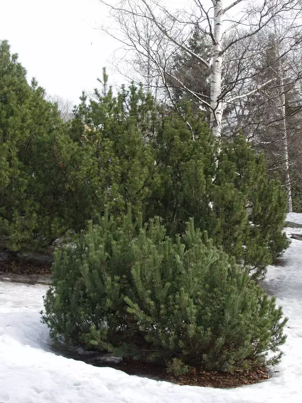 Vuorimänty - Männyt - 3940564742756 - 1