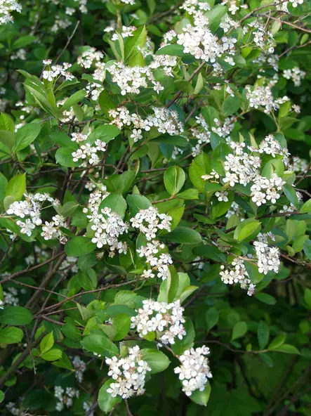 Musta-aronia 125-150 - Pikkupuut / rungolliset pensaat - 3940525077637 - 1