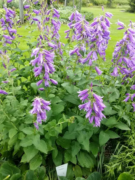 Isoukonkello - Perennat - 6418362109707 - 1