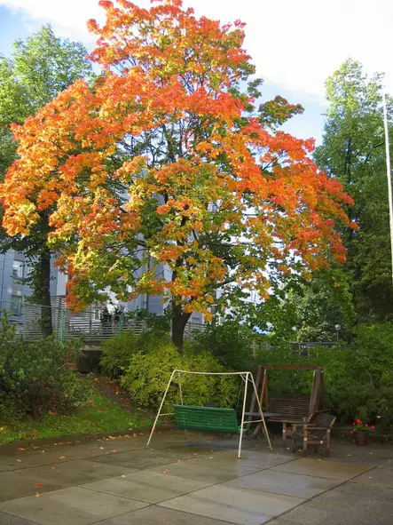 Metsävaahtera - Lehtipuut - AB10010011877 - 1
