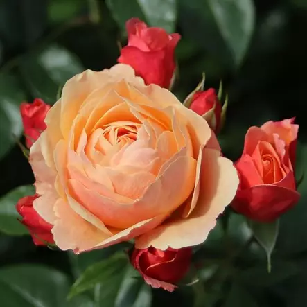 Creme Brulee Tantop Royal - Ryhmäruusut - AB10010012157 - 1