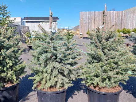 Hopeakuusi Super Blue Seedling - Kuuset - AB10010012377 - 1