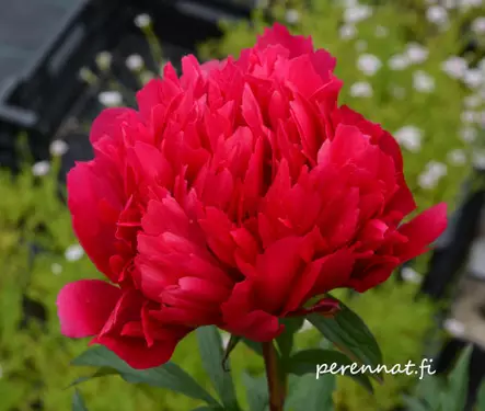 Hybridipioni Many Happy Returns - Pionit - 6430074593957 - 1