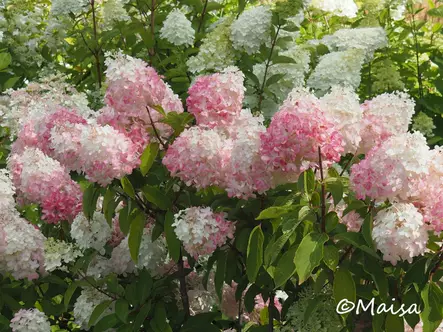 Japaninhortensia Pinkachu® - Astiataimet - 3948135173077 - 2