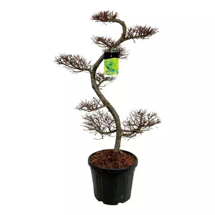 Japaninlehtikuusi bonsai 125+ - Kuuset - AB10010011767 - 1