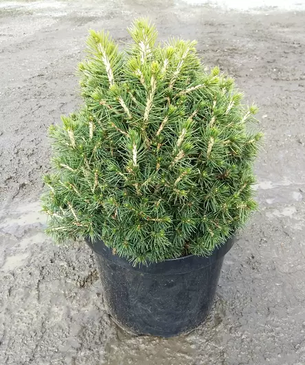 Kääpiökuusi Tompa - Kuuset - AB10010012227 - 1