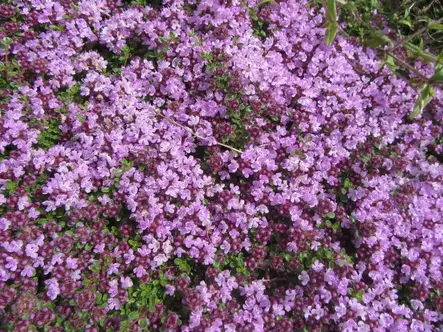 Kangasajuruoho - Perennat - 6417481275027 - 1