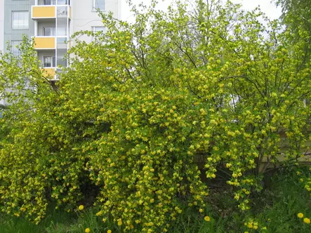 Kultaherukka - Astiataimet - 3940523683717 - 2