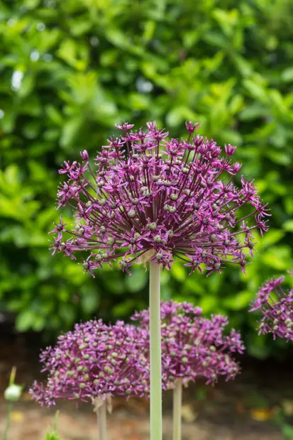 Laukka `Miami - Laukat - AB10010011037 - 1