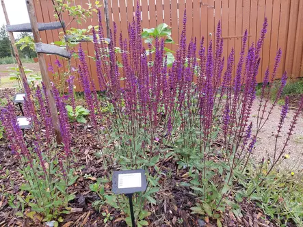 Loistosalvia Caradonna - Perennat - 6417481281837 - 1