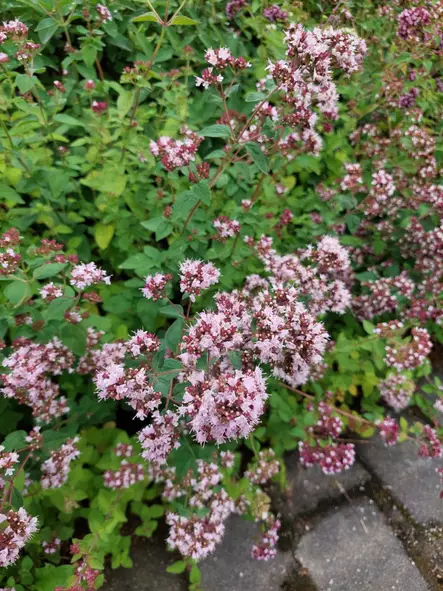 Mäkimeirami - Perennat - 6417481243187 - 1